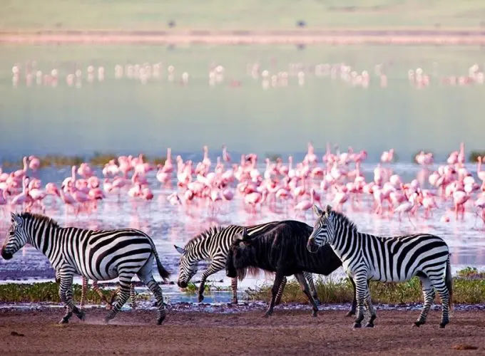 Safari au lac de zèbre à Manyara
