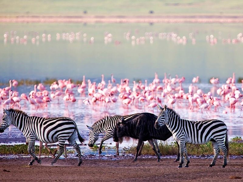 Zebra Lake Manyara Safari