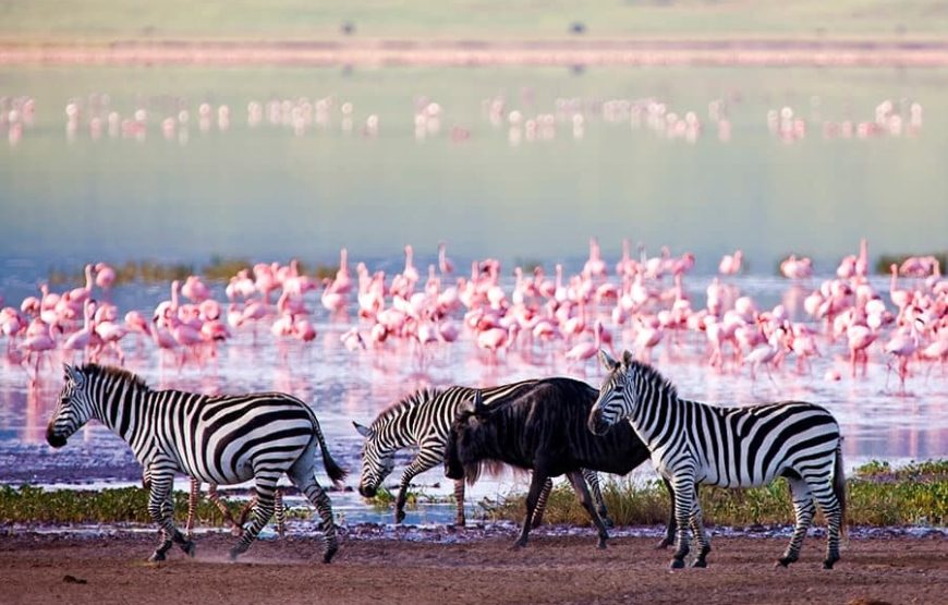 Drive & Fly back Safari in Serengeti National Park