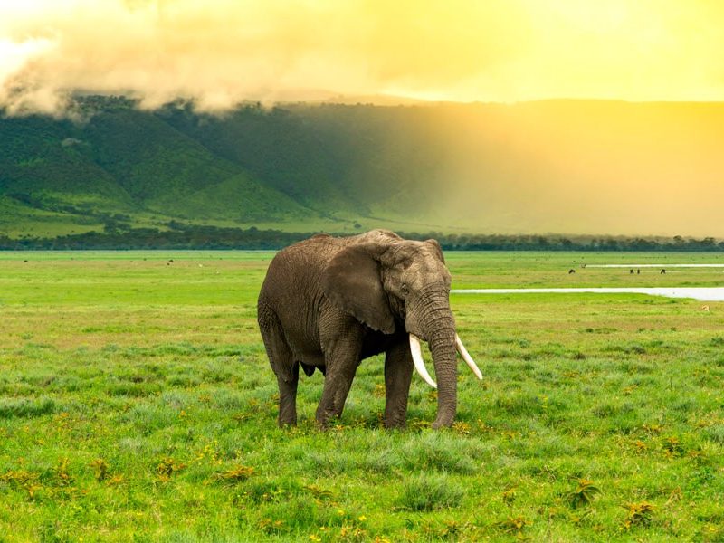 Safari d'éléphant en Tanzanie