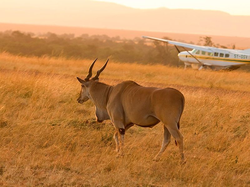 flyin-safari-tanzania-