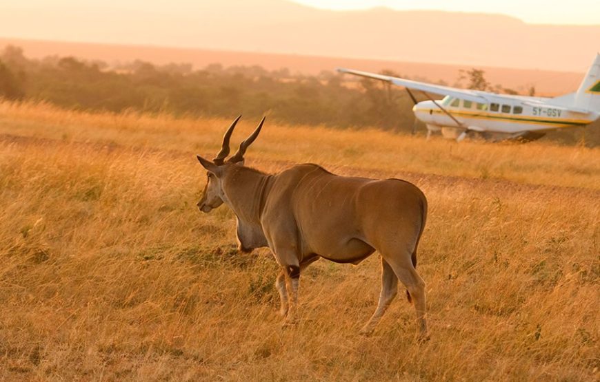 Drive & Fly back Safari in Serengeti National Park