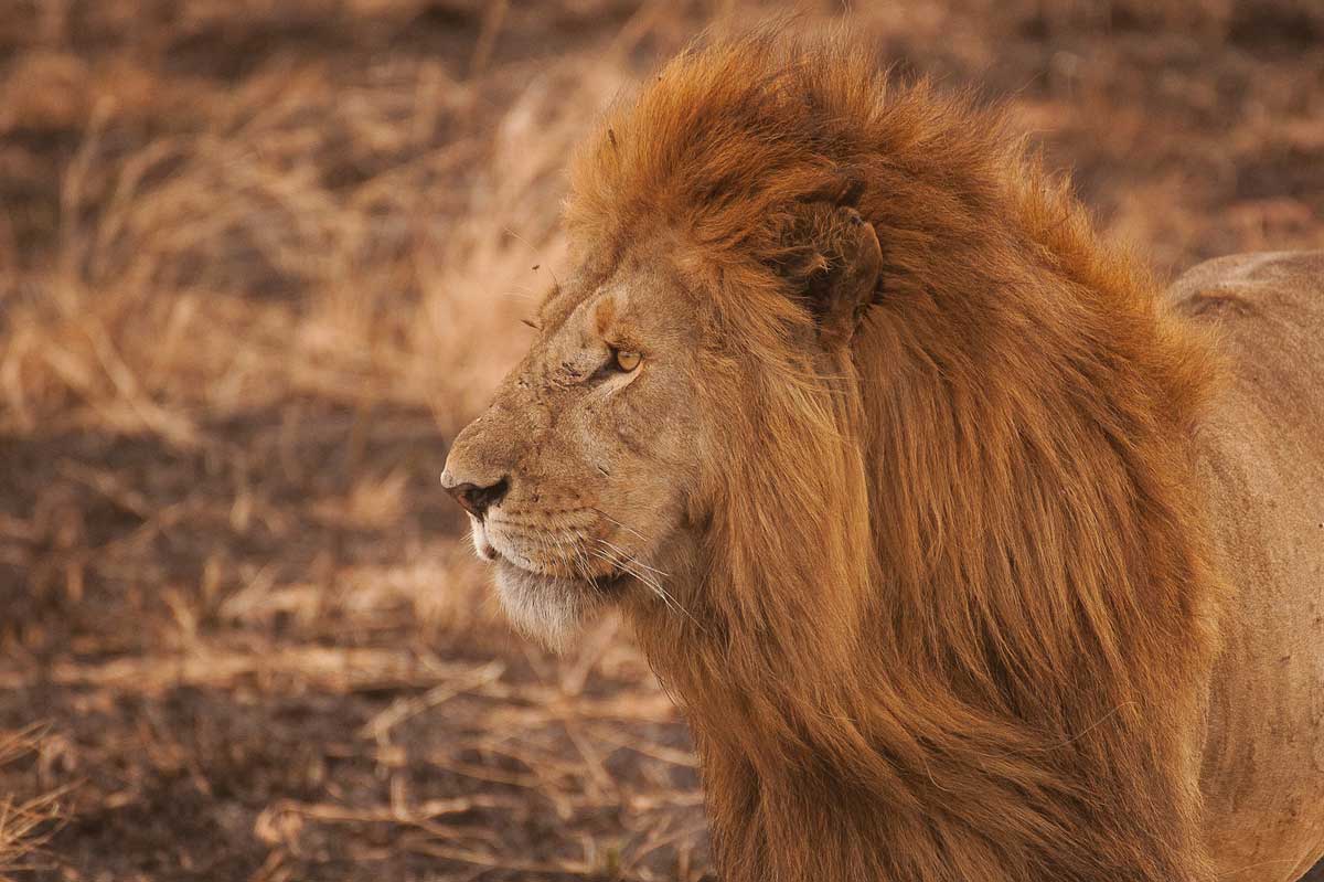 Safari dans le parc national Kruger