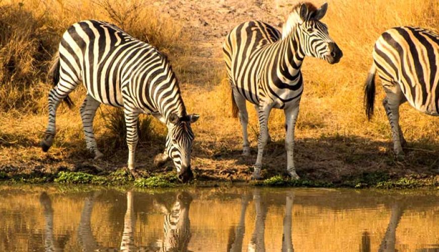 Destination Safari au parc national Kruger