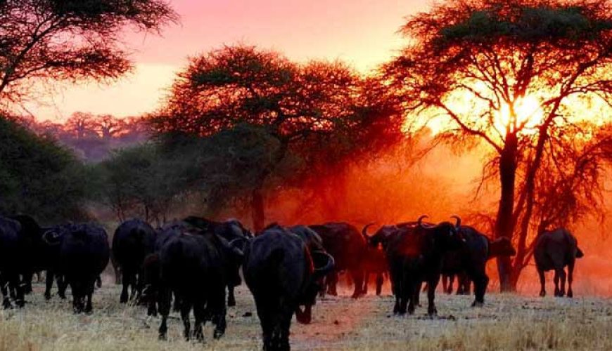 Vacances à Safari Parc national du Serengeti