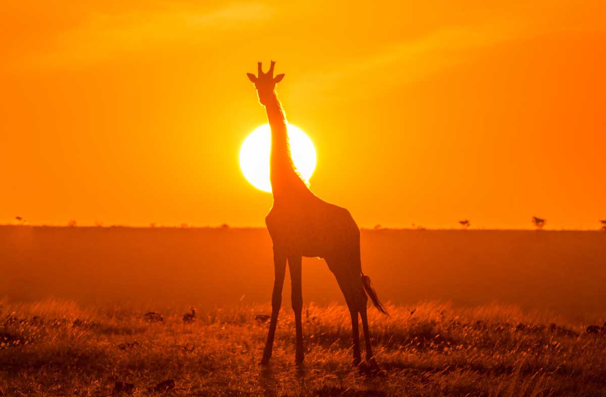 Destination Masai Mara Safari Giraffe
