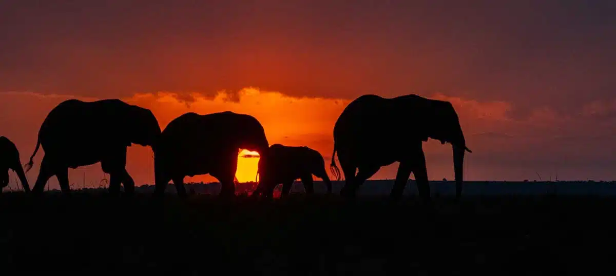 Safari Destination Masai Mara