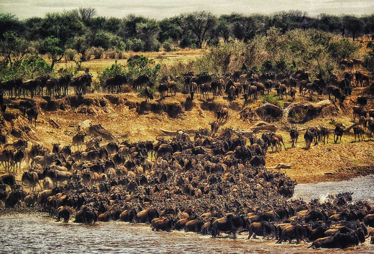 Marudio Masai Mara Safari Gnus