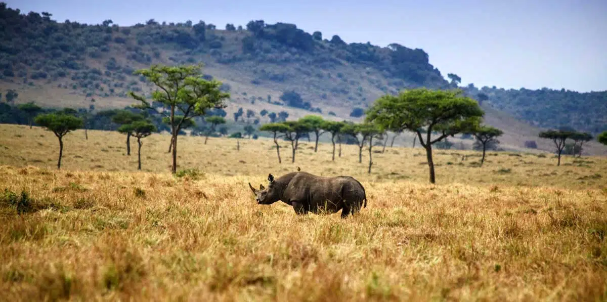 Destination Masai Mara Safari Rhino