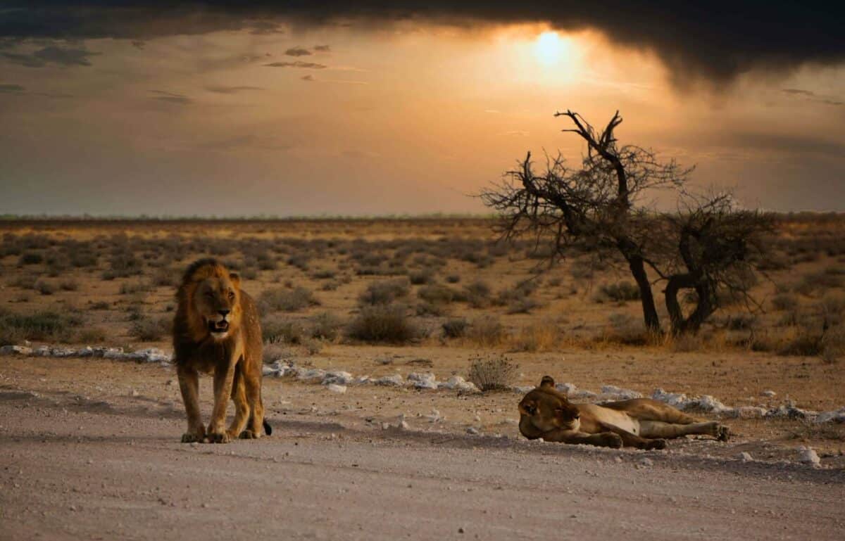 Lion du Namib