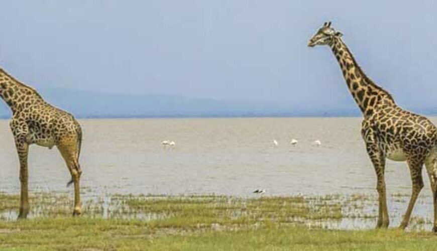Parc national du lac Manyara