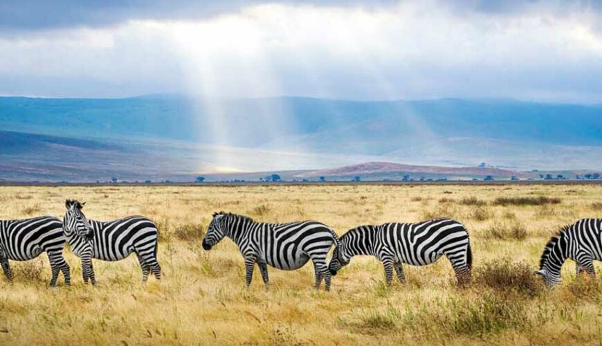Ngorongoro Crater Zebras