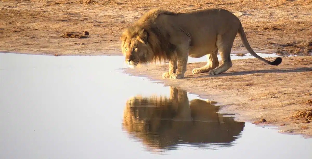 Lion drinking water 