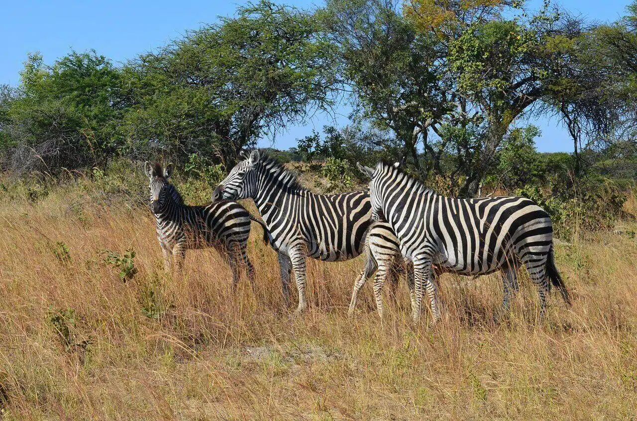 Destination Zimbabwe Zebras