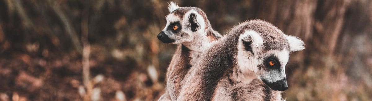 Sehemu maarufu za kukodisha wakati wa likizo mjini Madagascar Lemurs