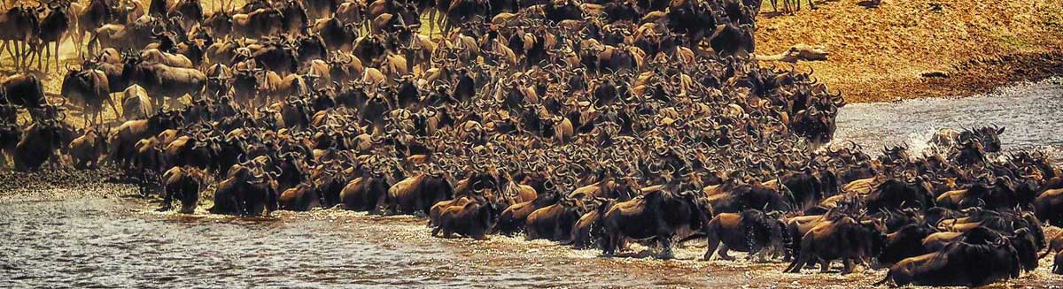 Serengeti Online Booking I Serengeti National Park Tour Packages ...