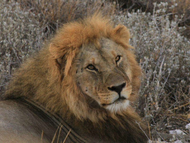Kruger Safari Fully Accommodated
