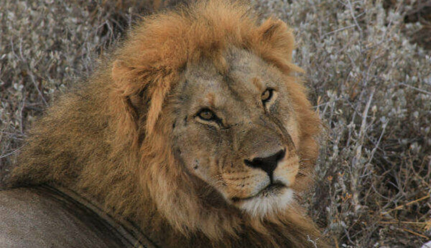 Kruger Safari Fully Accommodated
