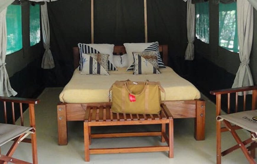 Maasai Mara Safari Olmoran Tented Camp or AA Lodges