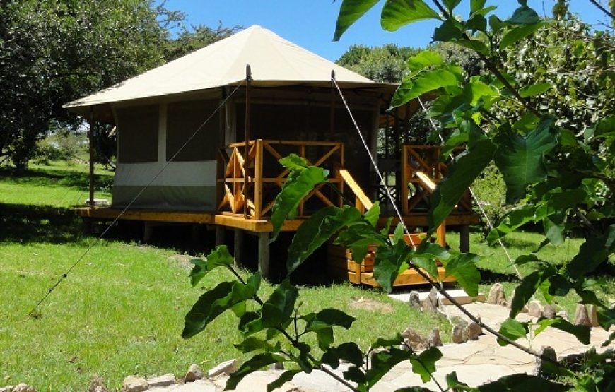 Maasai Mara Safari Olmoran Tented Camp or AA Lodges