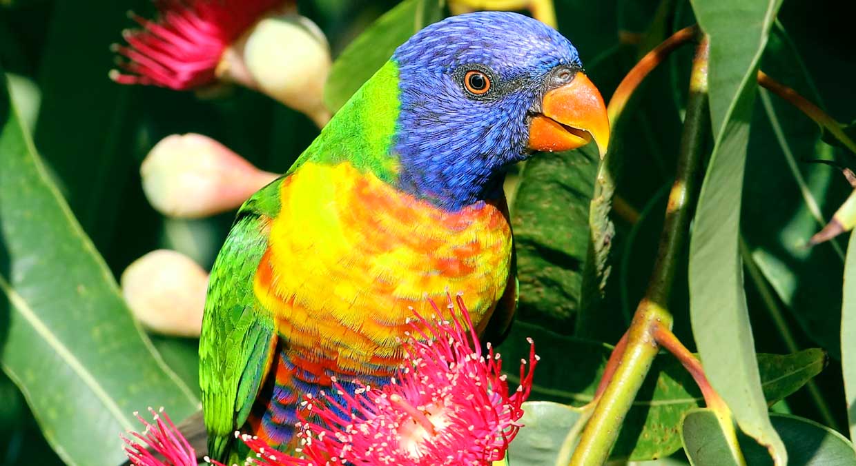 Best holiday destinations in Australia - Bird