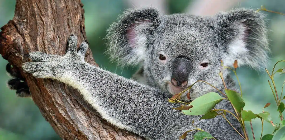 dubu wa koala
